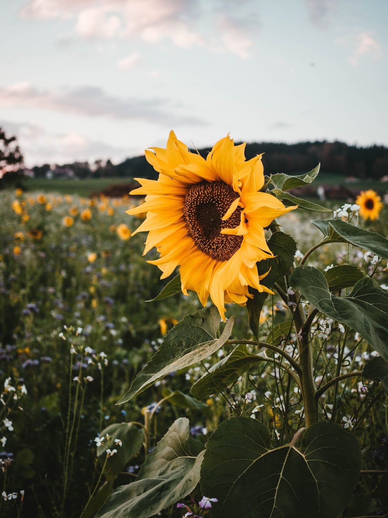 A sunflower in a meadow